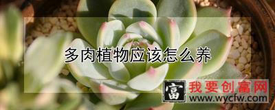 多肉植物应该怎么养