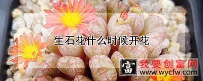 生石花什么时候开花