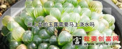 刚上盆的玉露需要马上浇水吗