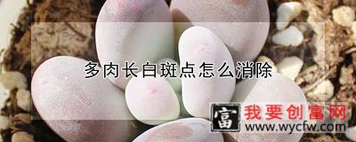 多肉长白斑点怎么消除