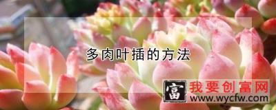 多肉叶插的方法