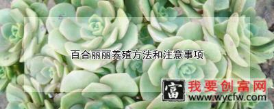 百合丽丽养殖方法和注意事项