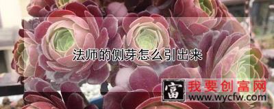 法师的侧芽怎么引出来