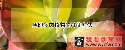 唐印多肉植物的扦插方法