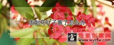 虎刺花叶子黄了怎么办