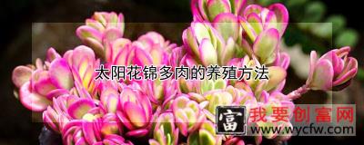 太阳花锦多肉的养殖方法