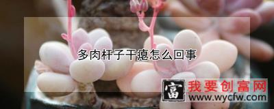 多肉杆子干瘪怎么回事