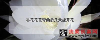 昙花花苞弯曲后几天能开花