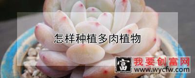 <a href=https://www.wycfw.com/e/tags/?tagid=239 target=_blank class=infotextkey>怎样种植</a>多肉植物