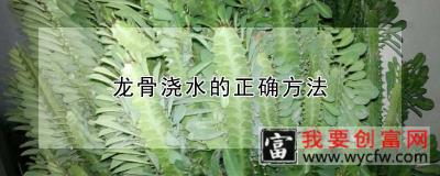 龙骨浇水的正确方法