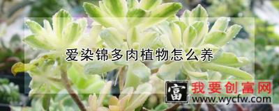 爱染锦多肉植物怎么养