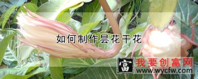 如何制作昙花干花