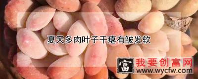 夏天多肉叶子干瘪有皱发软