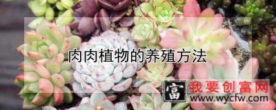 肉肉植物的养殖方法