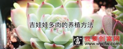 吉娃娃多肉的养植方法