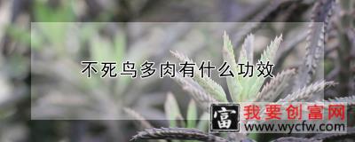 不死鸟多肉有什么功效