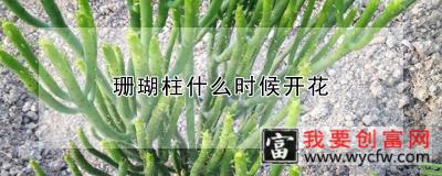 珊瑚柱什么时候开花