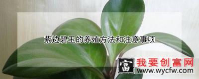 紫边碧玉的养殖方法和注意事项