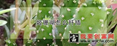 姬珊瑚怎么扦插