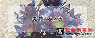 魔法师怎么养