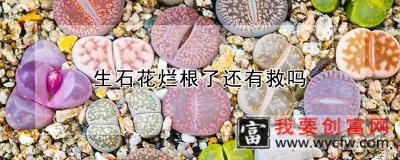 生石花烂根了还有救吗