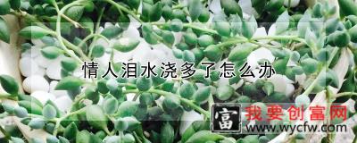 情人泪水浇多了怎么办