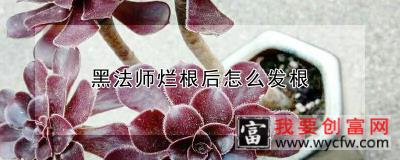 黑法师烂根后怎么发根