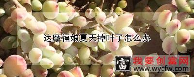 达摩福娘夏天掉叶子怎么办