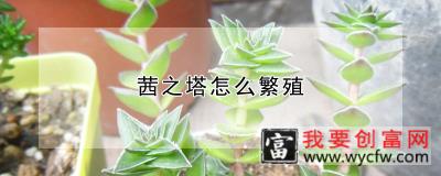 茜之塔怎么繁殖