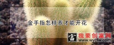 金手指怎样养才能开花