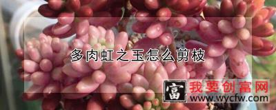 多肉虹之玉怎么剪枝