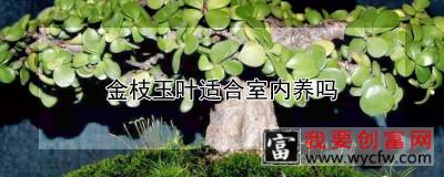 金枝玉叶适合室内养吗