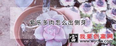 紫乐多肉怎么出侧芽