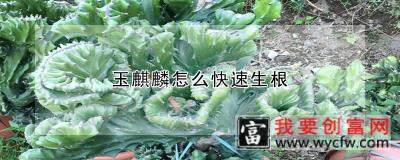 玉麒麟怎么快速生根