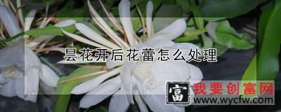 昙花开后花蕾怎么处理