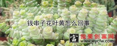 钱串子花叶黄怎么回事