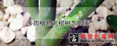 多肉植物光棍树怎么养