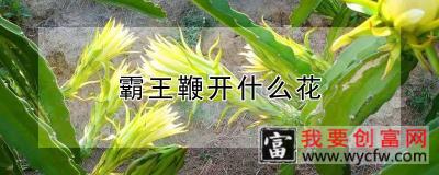 霸王鞭开什么花