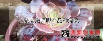 多肉法师哪个品种漂亮