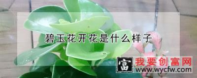 碧玉花开花是什么样子