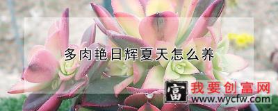 多肉艳日辉夏天怎么养