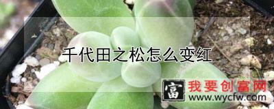 千代田之松怎么变红