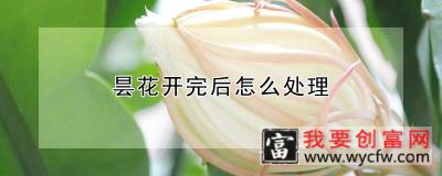 昙花开完后怎么处理