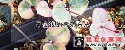 吊金钱的养殖方法