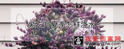 紫玄月夏季怎样浇水