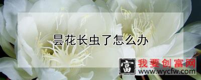 昙花长虫了怎么办