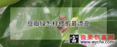 豆瓣绿怎样修剪最漂亮