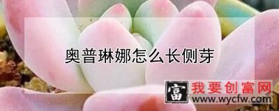 奥普琳娜怎么长侧芽