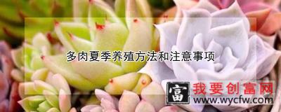 多肉夏季养殖方法和注意事项