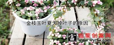 金枝玉叶夏天掉叶子的原因